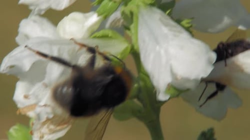 Blooming White Obedient Flowers With Two Bees Collecting Pollen At Spring - close up