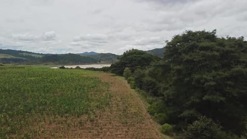 Corn field, flight over the cream of corn stalks, excellent growth, good corn harvest, ripening of t