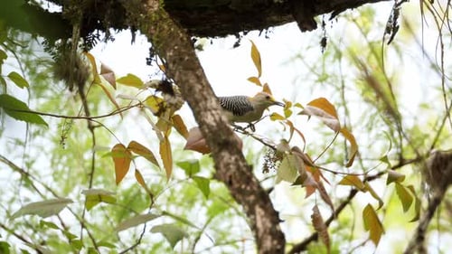 Female Woodpecker