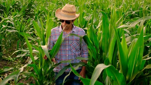 Farmer in a Corn Field Selective Focus