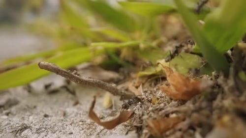 Ameisen bewegen sich im Gras