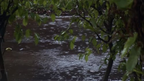 Rainy day with natural green leafy tree