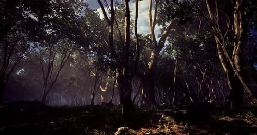 Dense Forest Landscape with Sunlight Filtering Through Treetops in the Morning