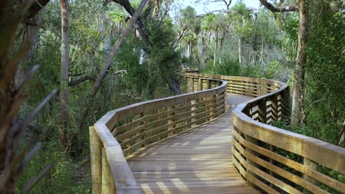 Exploring Beautiful Tropical Nature Wooden Boardwalk Foot Path Through Jungle Rainforest with Green