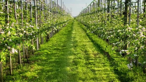 Flying through rows of apple trees in the orchard. Footage of white blossoms in apple trees orchard.