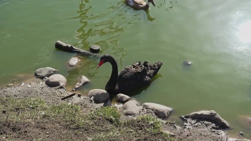 Black swan moves its neck on a sunny day. Black swan feeding and drinking water in a lake close up