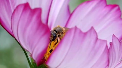 Close up of pink flower petals and honey bee inside collecting pollen