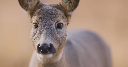 Portrait of One Roe Deer Looking for Enemies in the Forest at Fall