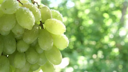 Reife grüne Trauben, die auf einem Weinbergspalier in goldenes Sommersonnenlicht getaucht sind