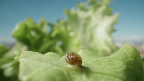 A snail on a Green Lettuce Leaf, The focus shifts to a snail from the background, Macro