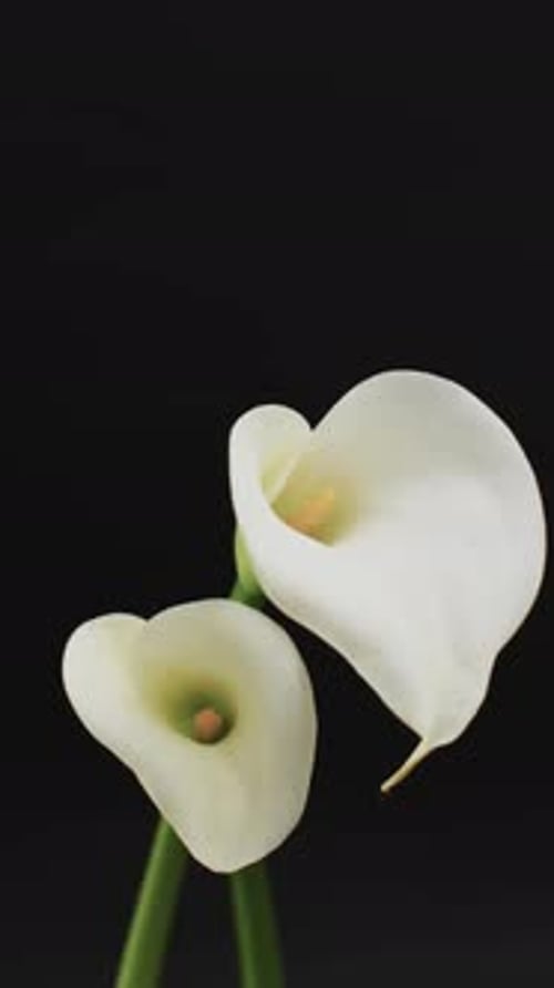 Vertical video of white kalia flowers with copy space on black background