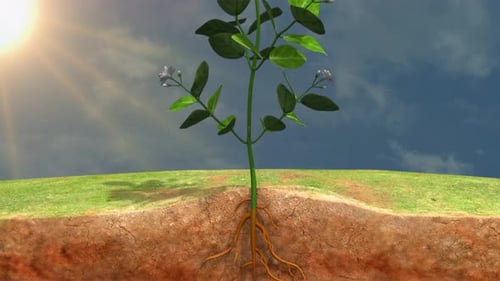 Small green plant growing from soil
