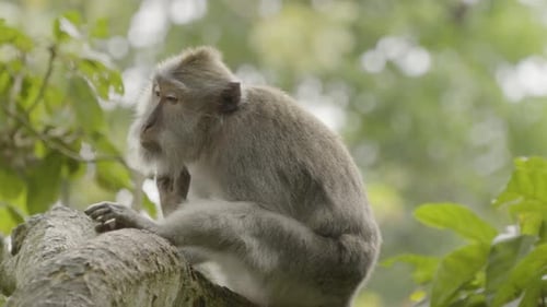 A Wild Macaque Monkey Resting on a Lush Forest Branch