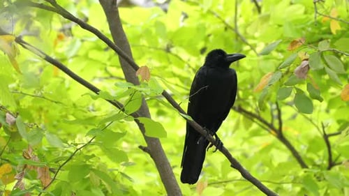 Black Crow Perched on Branch Amid Green Foliage