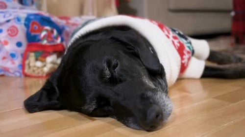 Black Labrador Retriever Napping Wearing Christmas Sweater