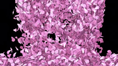 Übergang zu den Blütenblättern der Kirschblüte in Falling Pink