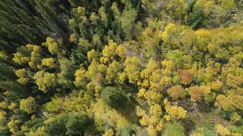 Top Down Aerial View of Aspen and Conifer Forest on Sunny Autumn Day. Fall Tree Colors, High Angle D