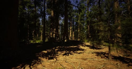 Sunlight Filters Through Trees in a Serene Forest Landscape