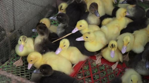 Cute Ducklings Resting in a Cage