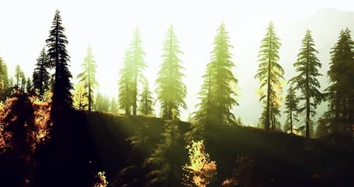Sunlight Filtering Through Tall Trees in a Serene Forest at Dawn