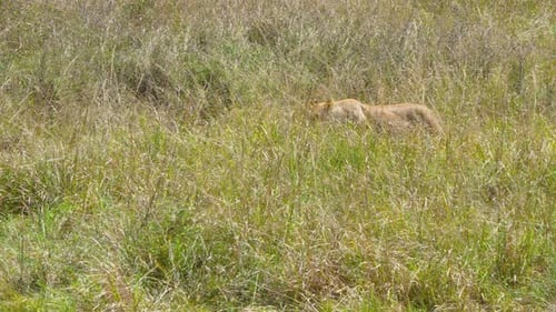 Löwin pirscht und trabt im hohen Gras des Masai Mara Reservats Kenia