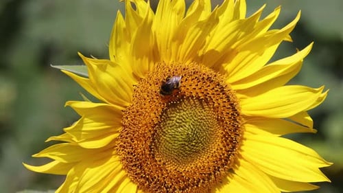 Bumblebee on a Bright Yellow Sunflower