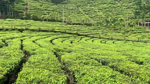 Tourism Tea Plantation
