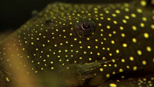 Extreme Close Up Of The Face And Eye Of A Black And Yellow Spotted, Suckermouth Catfish Common Pleco