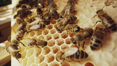 Bees Sealing Frame Honeycomb ApiaryApis Mellifera WorkingOrganic Honey Concept
