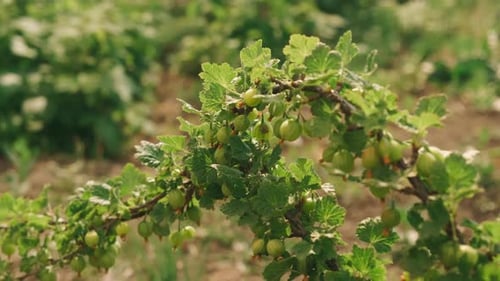 A Lush Gooseberry Bush in a Sunny Garden Shows Ripening Fruits Creating a Vibrant Scene