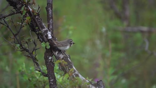 Bluethroat Songbird on Birch tree Branch, medium shot,sweden