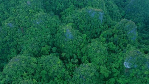 Dschungel, Wald und Drohne in der Natur mit Bäumen auf Bergen, Umgebung und Landschaft mit Busch