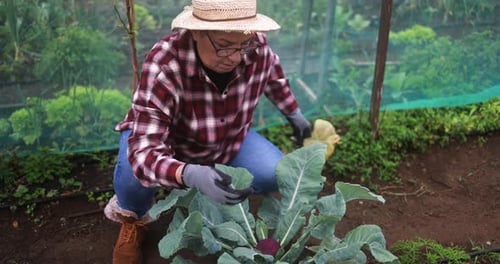 Woman tending to vegetable plant in garden