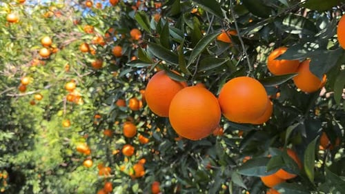 Juicy Ripe Oranges Fruit Branch of the Orange Tree in the Garden