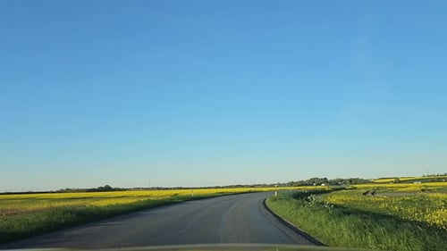 POV drive in rural denmark among rapeseed fields