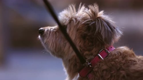 Close-Up of Adorable Dog with Pink Collar in City
