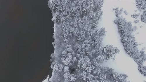 Snow Covered Forest and Winding River In Winter. Aerial Flying Forward Top Down Shot.