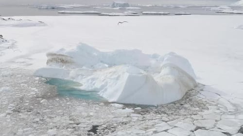 Antarctic Gull Fly Over Iceberg Aerial Top View