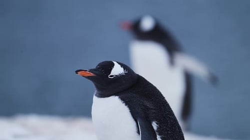 Retrato de pinguim de perto na Antártica, pinguim Gentoo sobre vida selvagem e animais de férias na Antártida