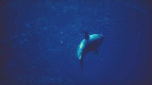 A Large White Shark Swimming in the Ocean