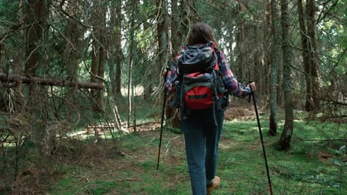 Back View Female Hiker Walking In Green Woods. Young Woman With Backpack Trekking In Forest. Chee...