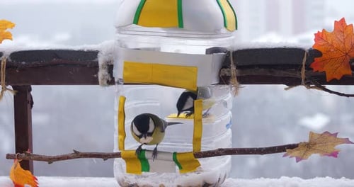 Meisen fressen Kürbis- und Sonnenblumenkerne aus einem handgefertigten Feeder aus einer Plastikflasche