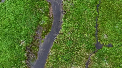 Aerial drone shot of a winding river cutting through bright green marshland with dense vegetation