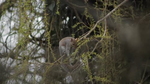 Graues Eichhörnchen, das auf einem schwankenden Ast sitzt und kleine Blätter von dünnen Ästen frisst, tagsüber bewölkt