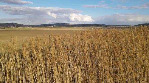 Champ de roseaux et ciel nuageux