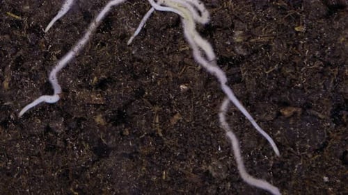 Plant Growing Timelapse - 4K