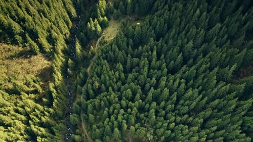 Aerial Sun Mountain Top Down Pine Trees Forest Nobody Nature Landscape at Summer Day Mount Ridges