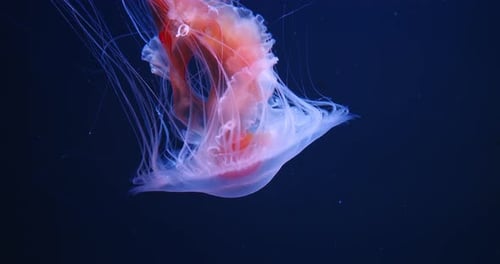 Jellyfish Drifting Underwater in a Tropical Environment