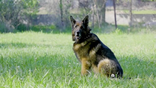 German Shepherd dog on training outdoor