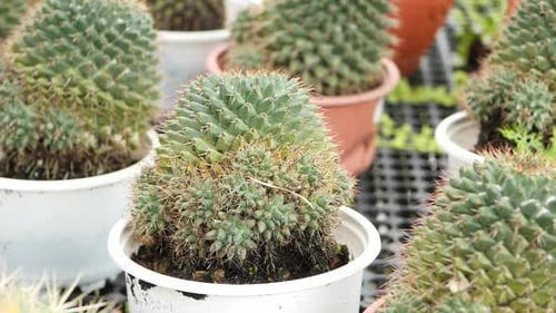 Closeup of Colorful Many Cactus in the Pots at the Market Street From Thailand